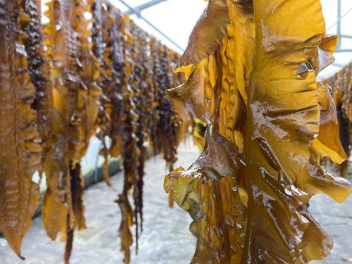 Premiers arrivages de Kombu Royal!
C'est parti pour une nouvelle saison qui commence!!!