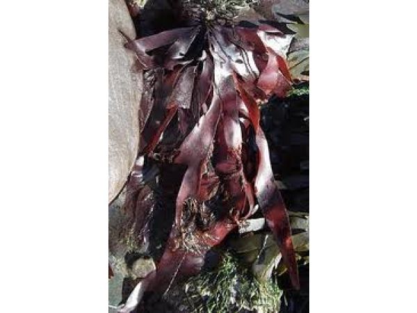 DULSE BIOLOGIQUE gros flocons 8-12 mm (Palmaria palmata) 5 kg