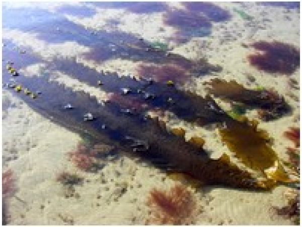 KOMBU ROYAL BIOLOGIQUE poudre (Saccharina latissima) 200g