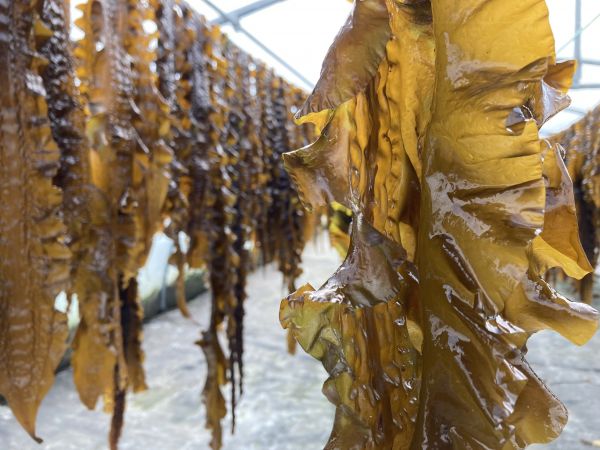 KOMBU ROYAL BIOLOGIQUE poudre (Saccharina latissima) 200g