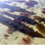 KOMBU ROYAL BIOLOGIQUE poudre (Saccharina latissima) 200g