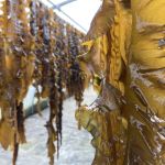 KOMBU ROYAL BIOLOGIQUE poudre (Saccharina latissima) 200g