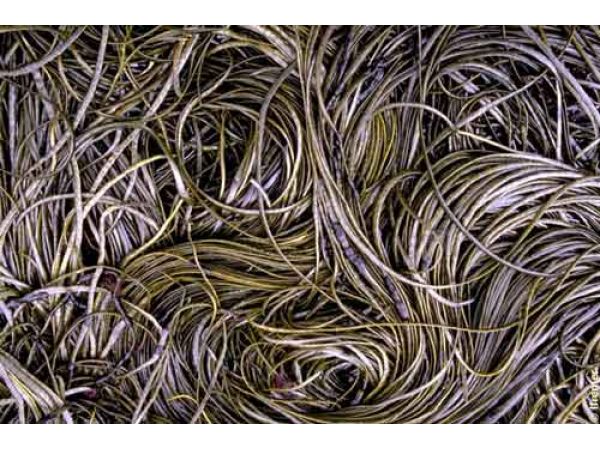 SPAGHETTIS DE MER BIOLOGIQUE épices 2-5 mm (Himanthalia elongata) 5 kg 