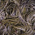 SPAGHETTIS DE MER BIOLOGIQUE épices 2-5 mm (Himanthalia elongata) 5 kg 