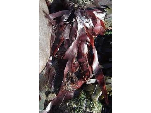 DULSE BIOLOGIQUE flocons taille épices 3 à 5 mm (Palmaria palmata) 5 kg