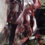 DULSE BIOLOGIQUE flocons taille épices 3 à 5 mm (Palmaria palmata) 5 kg